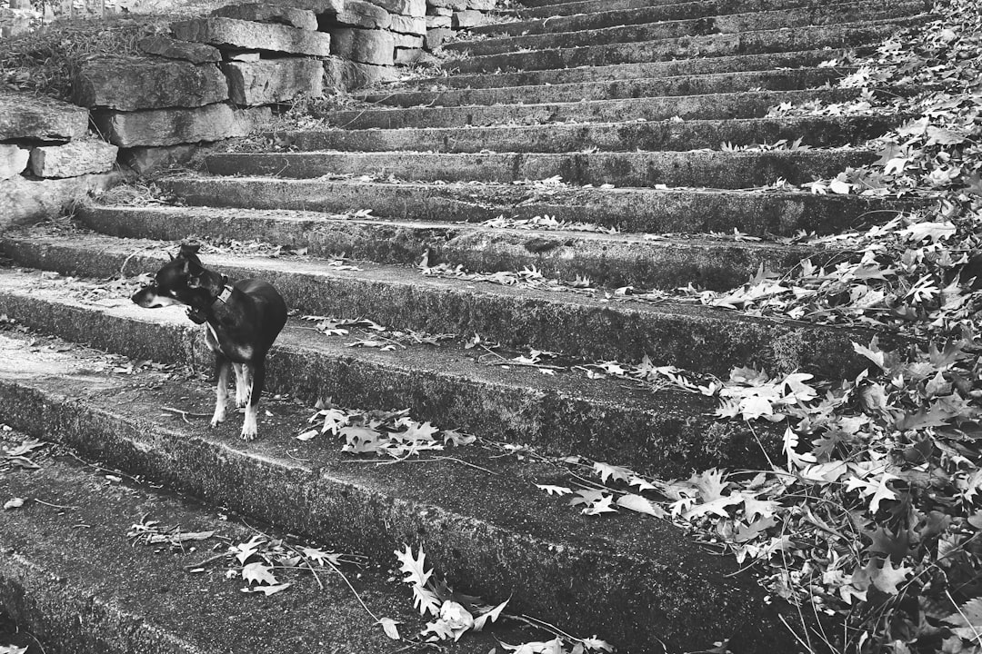 Coaching Efectivo: Claves para Superar Obstáculos